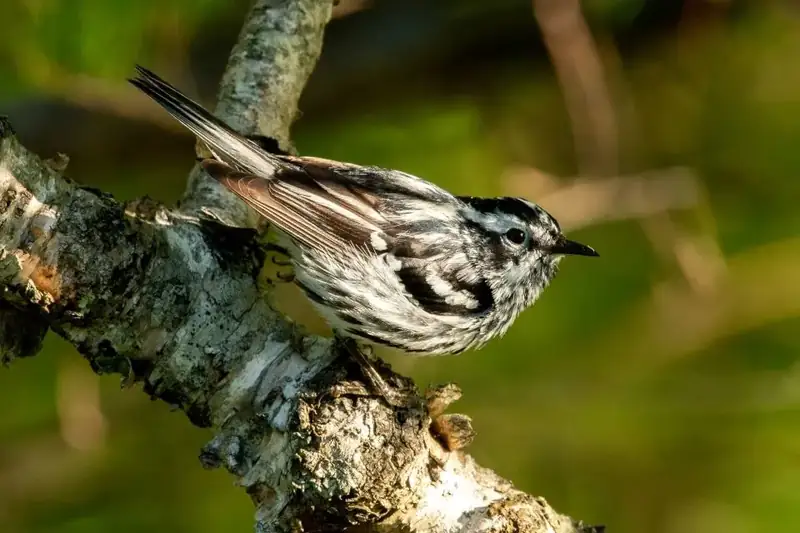 a small bird that is black and white
