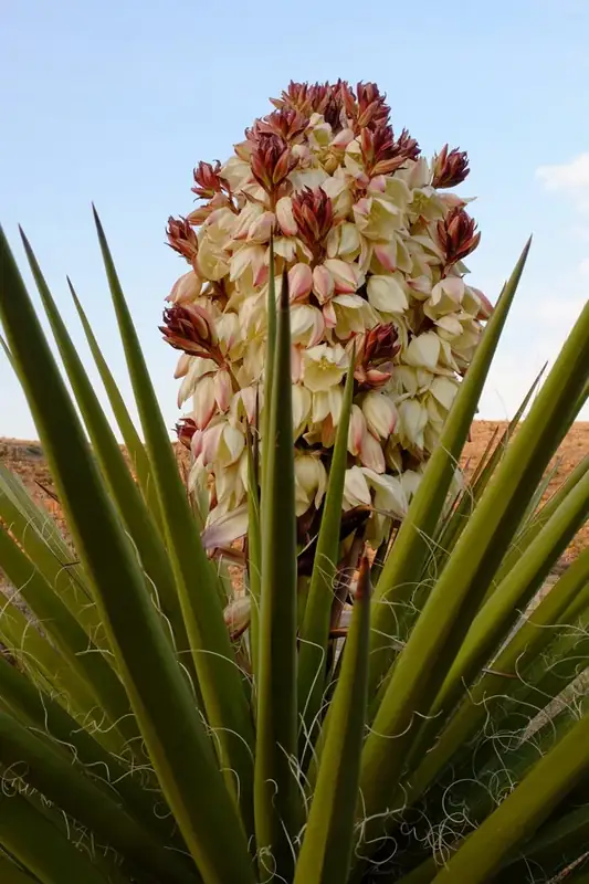 Photo of a yucca plant with cream and pinkish-colored flowers.