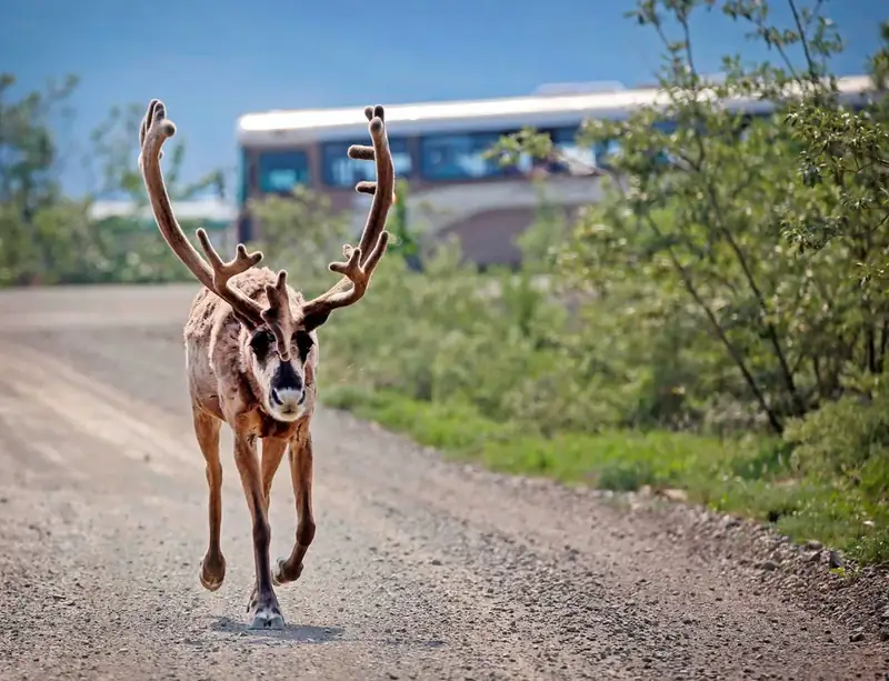 a bus on a gravel road behind a large caribou that is trotting on the road