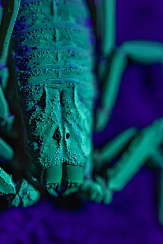 Macro photography of a Scorpion 