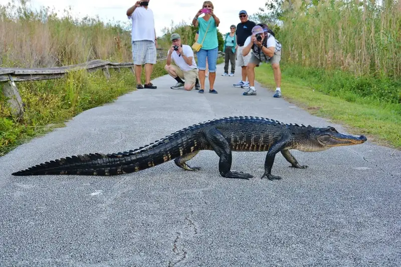 An American Alligator high walks the Anhinga Trail. 
