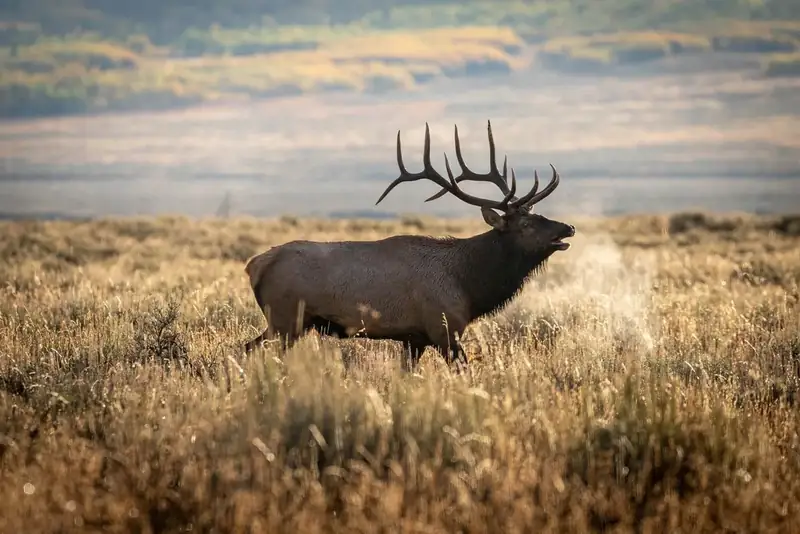 A bull elk in a field of dried grass