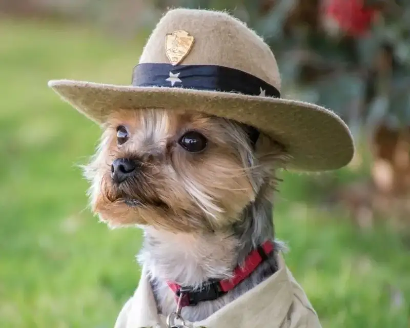A yorkie sitting with a park ranger uniform and hat