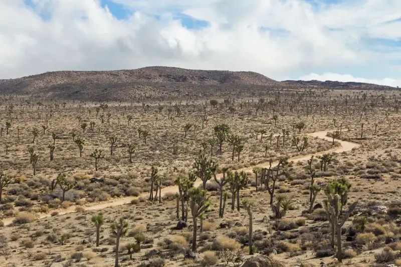 A dirt road leading through a valley of Joshua trees