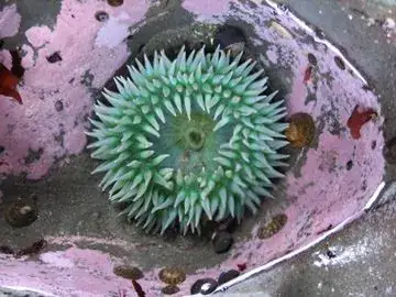 A green anemone exposed by low tide, surrounded by pink algae.