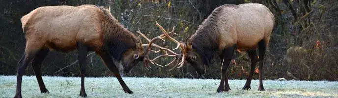 Two bull elk lock antlers in a frosty meadow.