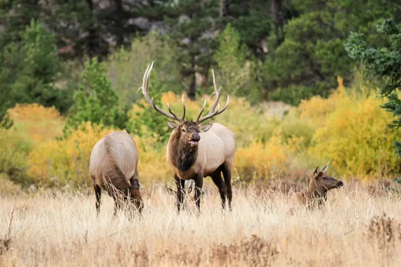 a bull elk is standing next to two cow elk in a meadow. Aspen have yellow and green leaves