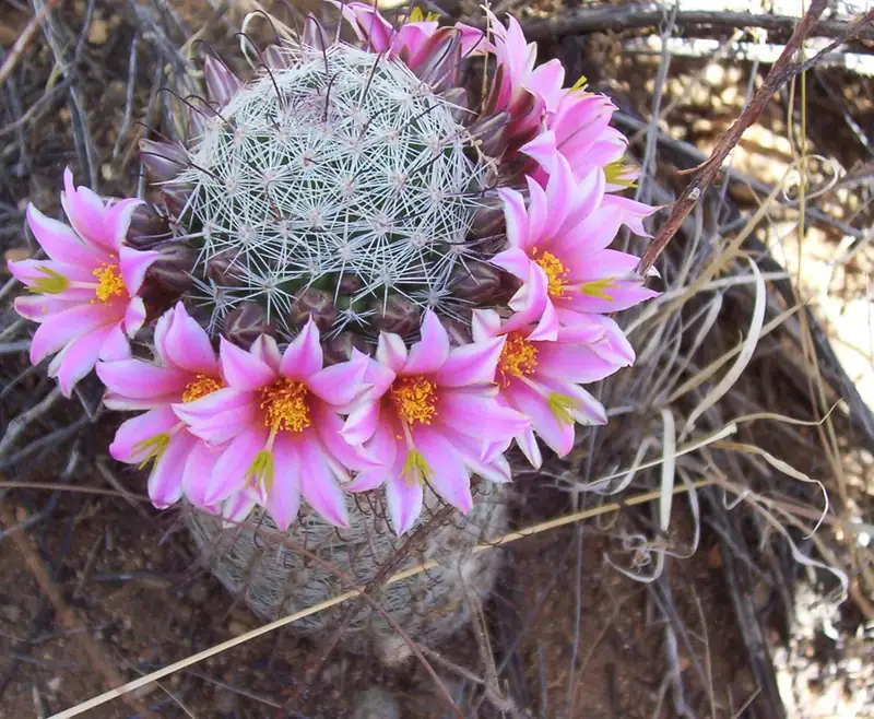 A flowering fishhook pincushion cactus