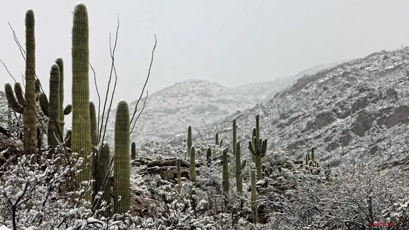 Rare Sight of snow in Saguaro National Park East Visitor Center (Rincon Mountain District) 
