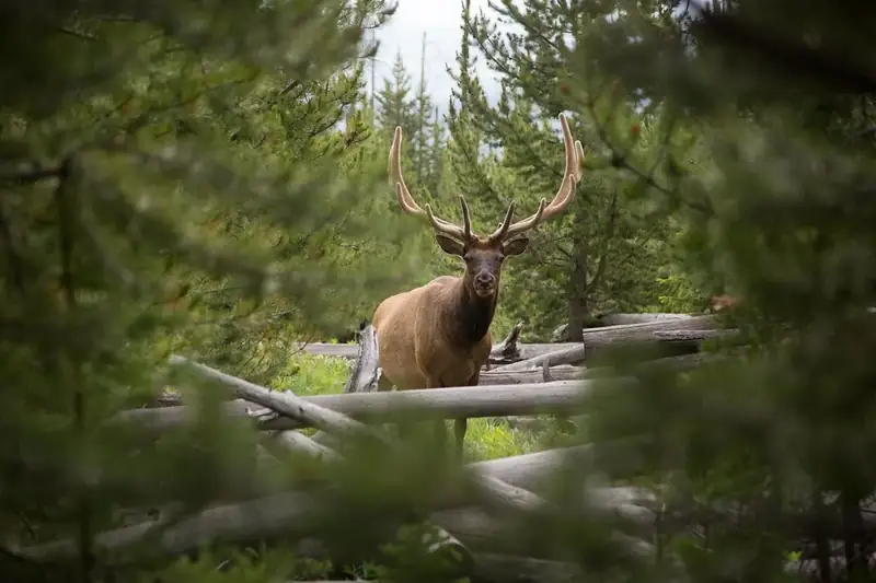 A large bull elk with antlers peers through dense green foliage.