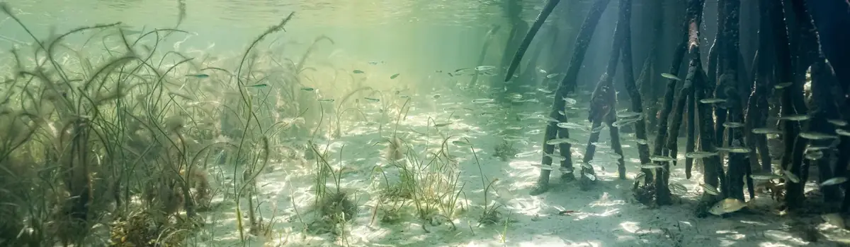Biscayne National Park landscape