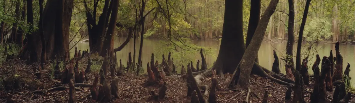 Congaree National Park landscape