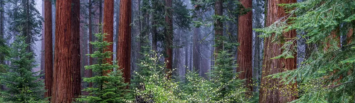 Kings Canyon National Park landscape