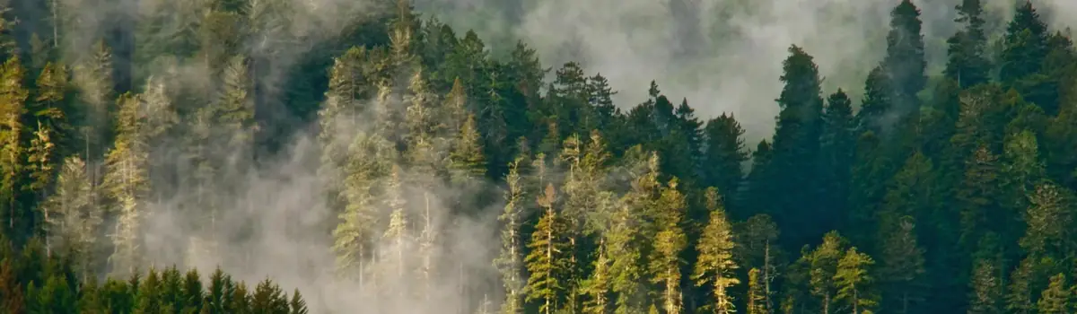 Redwood National Park landscape